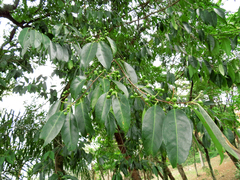 Prunus myrtifolia