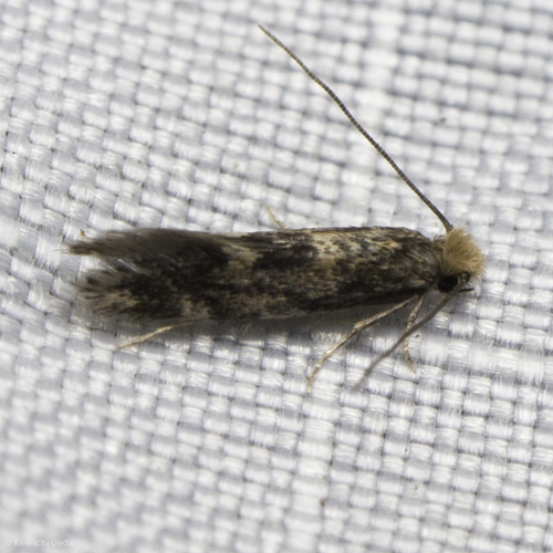 iNaturalist observation photo of Fungus Moths, Clothes Moths, & Allies