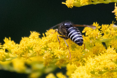 Vespula consobrina