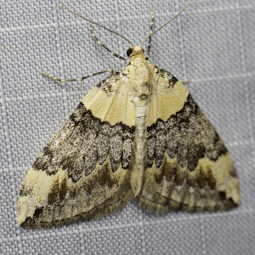 iNaturalist observation photo of Dysstroma brunneata