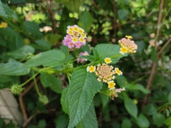 Lantana camara
