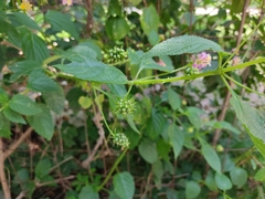 Lantana camara