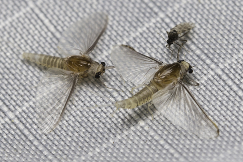 iNaturalist observation photo of Small Square-gilled Mayflies