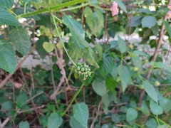 Lantana camara