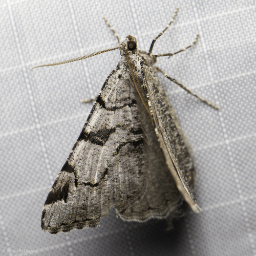 iNaturalist observation photo of Split-lined Angle