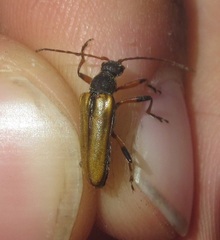 Cortodera humeralis