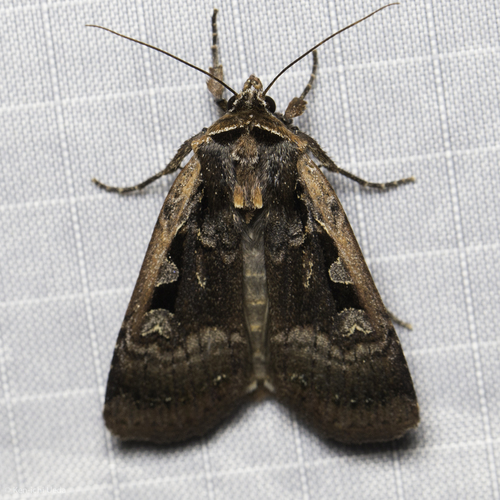 iNaturalist observation photo of Noctuina