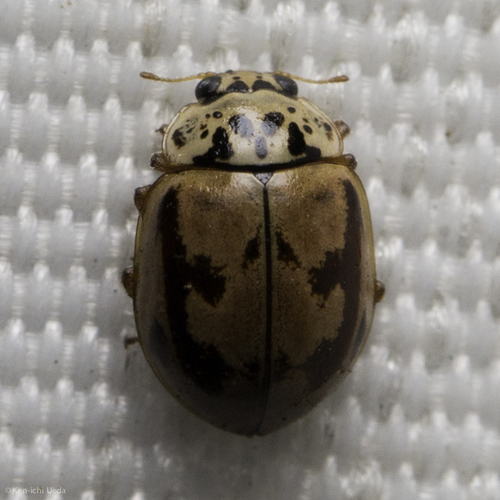 iNaturalist observation photo of Painted Lady Beetle