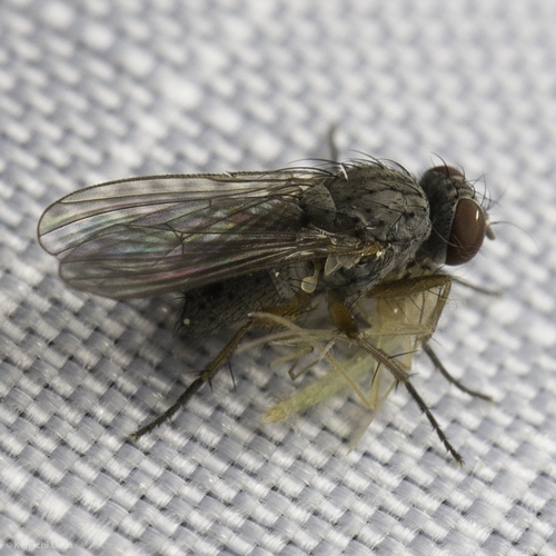 iNaturalist observation photo of Coenosiinae