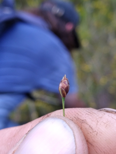Drummond's yellow-eyed grass (Xyris drummondii)