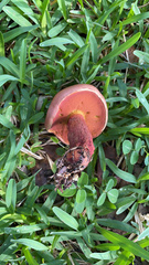 Boletus carminiporus