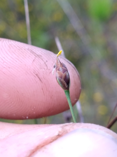 Image of Xyris drummondii by (c) Scott Ward, some rights reserved (CC BY)