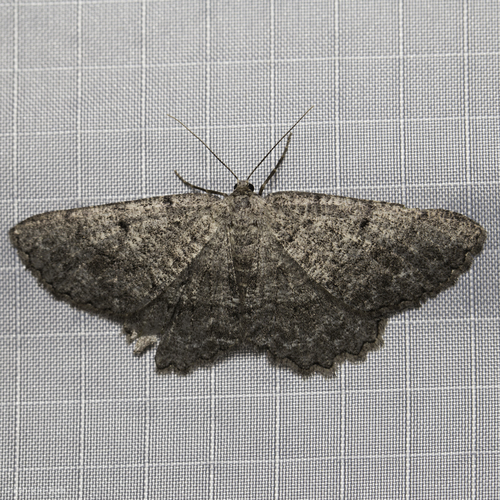 iNaturalist observation photo of Geometer Moths