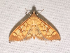 Mimorista subcostalis