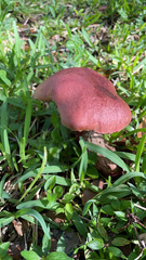 Boletus carminiporus