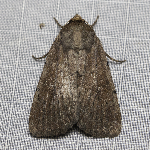 iNaturalist observation photo of Cutworm Moths and Allies