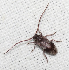 Exocentrus punctipennis