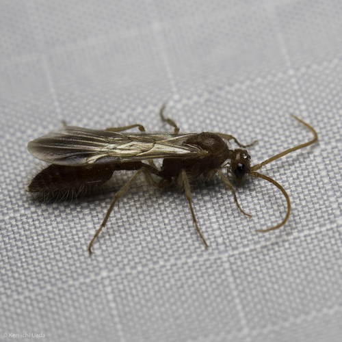 iNaturalist observation photo of Chyphotes