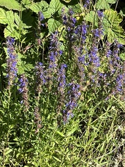 Hyssopus officinalis