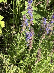 Hyssopus officinalis