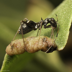 Dacerla mediospinosa