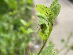 Porophyllum ruderale macrocephalum