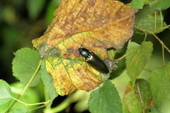 Campsosternus