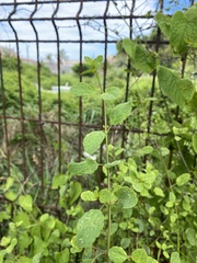 Porophyllum ruderale macrocephalum