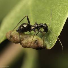 Dacerla mediospinosa