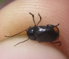 Cryptocephalus biguttatus