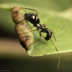Dacerla mediospinosa