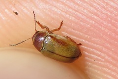 Cryptocephalus pini