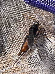 Urocerus cressoni