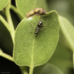 Dacerla mediospinosa