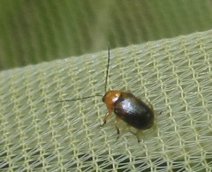 Cryptocephalus pusillus