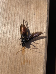 Urocerus cressoni