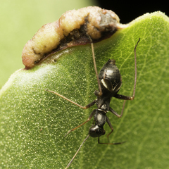 Dacerla mediospinosa