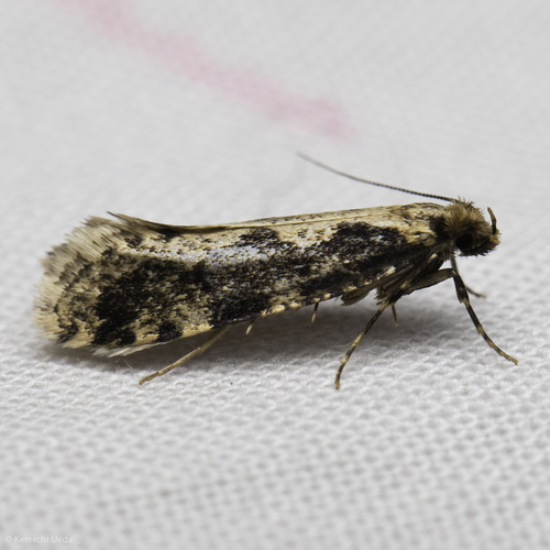 iNaturalist observation photo of Scardiinae