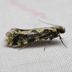 Scardiinae