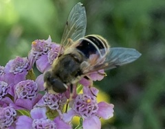 Eristalis arbustorum