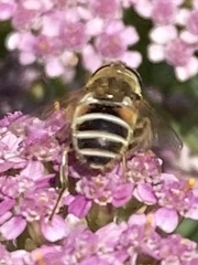 Eristalis arbustorum