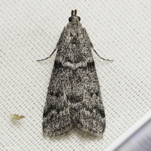 iNaturalist observation photo of Butterflies and Moths