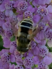 Eristalis arbustorum