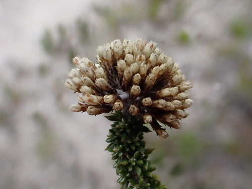 Image of Metalasia luteola by (c) Ren Hoekstra, some rights reserved (CC BY)