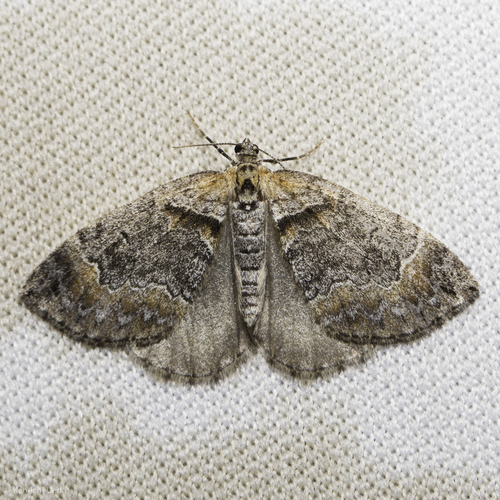 iNaturalist observation photo of Dysstroma