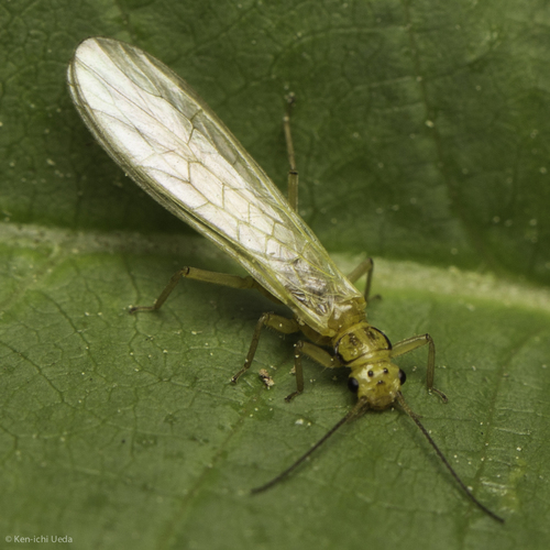 iNaturalist observation photo of Green Stoneflies