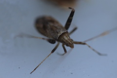 Phytocoris varipes