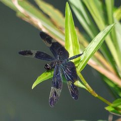 Rhyothemis regia