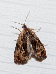 Olethreutes furfuranum