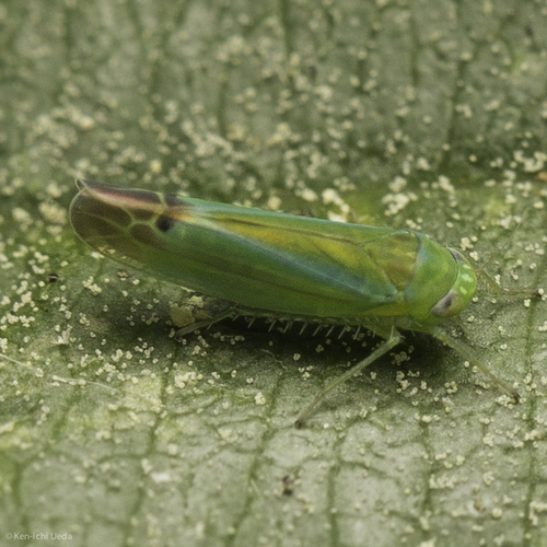 iNaturalist observation photo of Kyboasca
